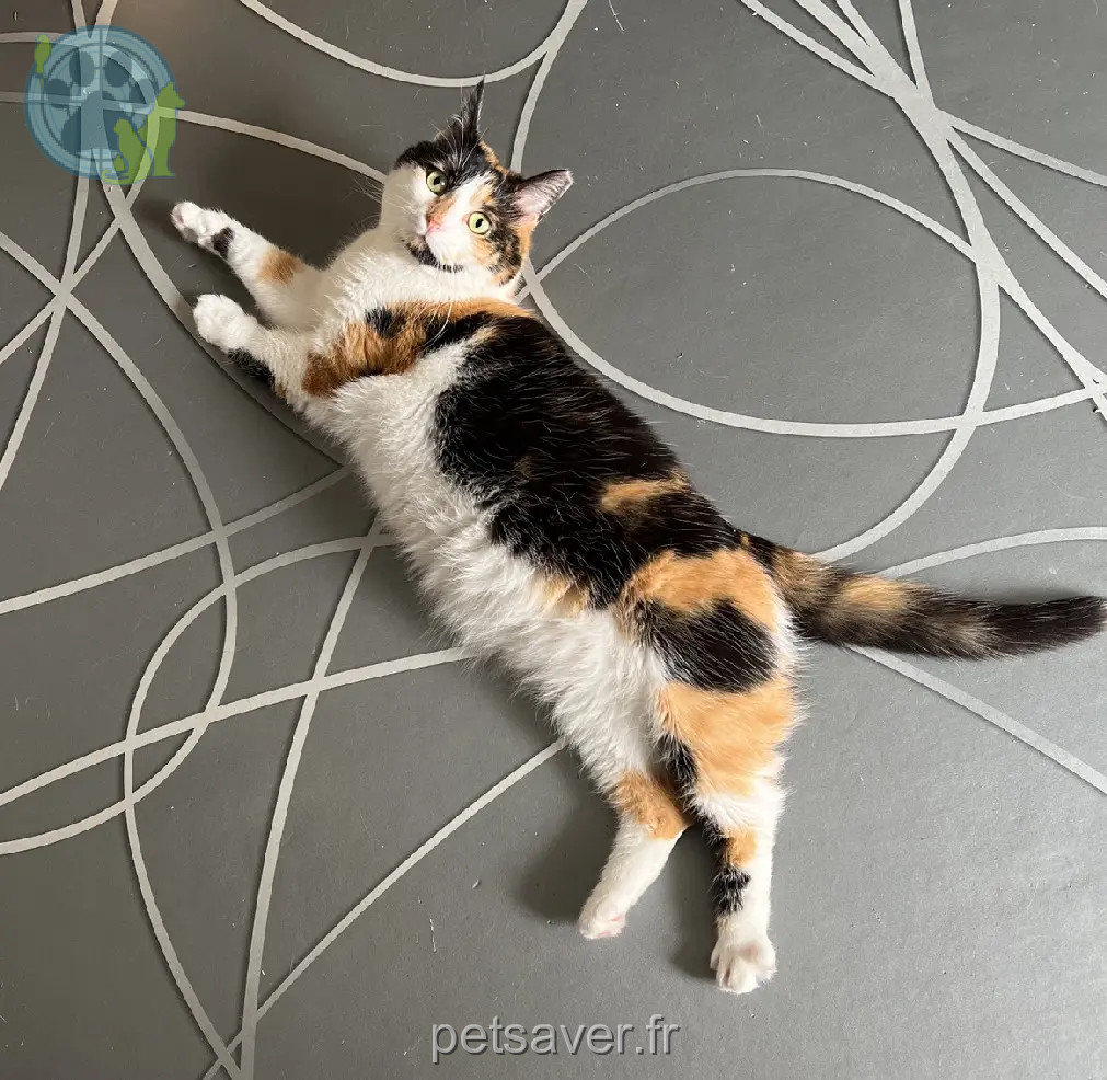 Chatte Perdue 57 Moselle Metz Chatte Perdue 57 Moselle Metz