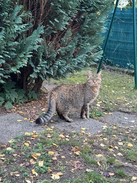 cat lost   57160 Moulins-lès-Metz Mia