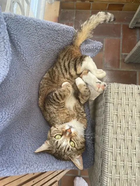 chatte lost   57185 Vitry-sur-Orne Mia