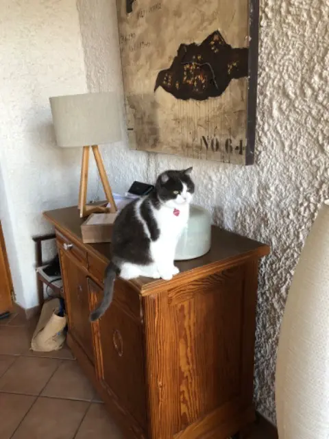 chatte lost   57450 Théding Mila