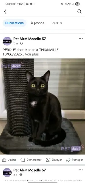 chatte lost   57100 Thionville Milly