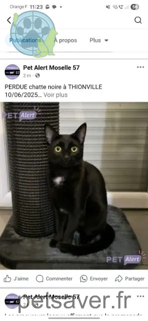 gata perdida 57100 Thionville Milly gata lost 57100 Thionville Milly