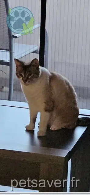 Katze lost   57670 Nelling Minette
