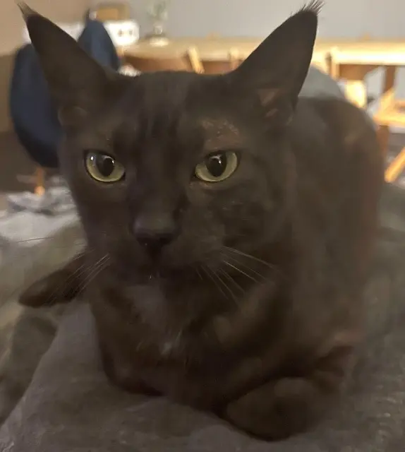 chatte lost   57365 Flévy Minette