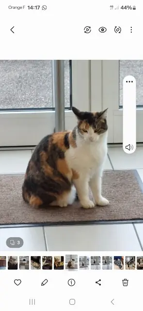 chatte lost   57300 Hagondange Minette