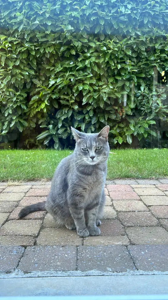 Chatte Perdue 57 Moselle - Misti Chatte Perdue 57 Moselle - Misti