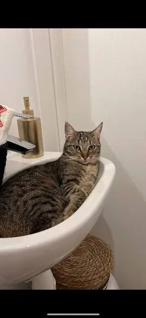 chatte lost   57100 Thionville Miyu