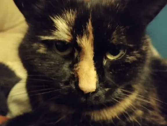 Chatte Perdue 57 Moselle - Nala Chatte Perdue 57 Moselle - Nala