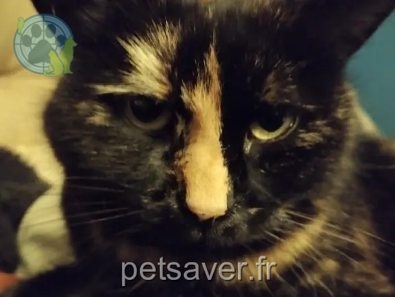 Chatte Perdue 57 Moselle - Nala Chatte Perdue 57 Moselle - Nala