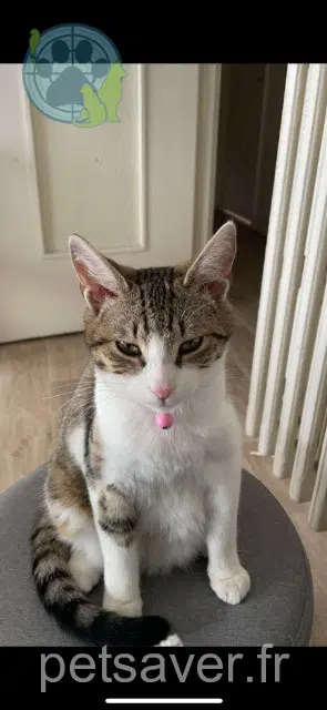 chatte lost   57525 Talange Nala