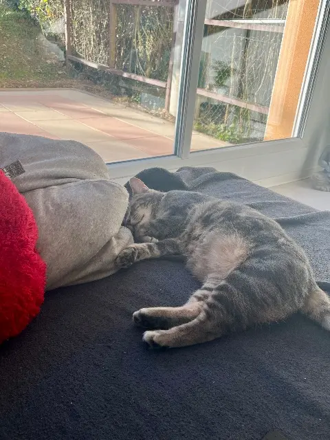 chatte lost   57370 Phalsbourg Nala