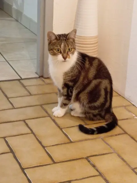 chatte lost   57160 Scy-Chazelles Naya