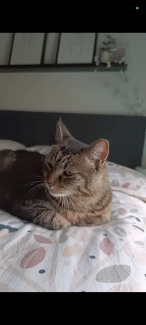 chatte lost   57950 Montigny-lès-Metz Nevada