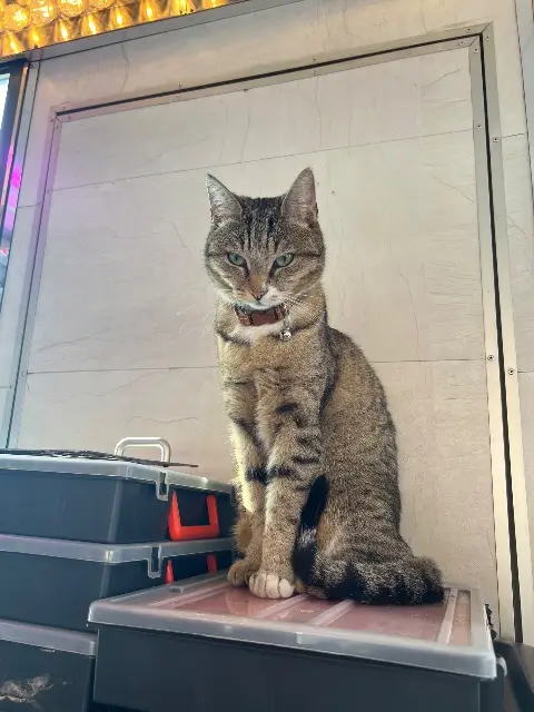 chatte lost   57860 Montois-la-Montagne nouille