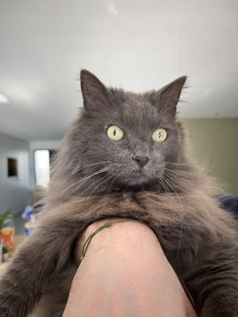 chatte lost   57130 Jussy Oana