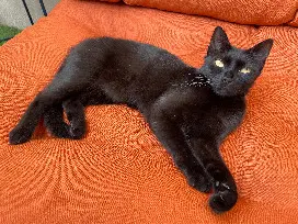Chatte Perdue 57 Moselle - Onyx Chatte Perdue 57 Moselle - Onyx