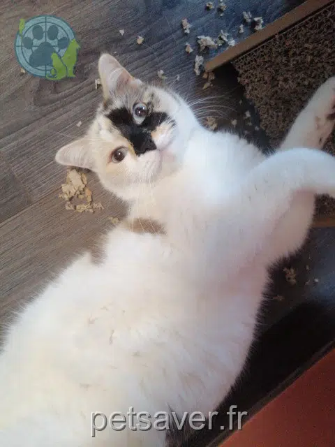 cat lost   57290 Fameck Oreo
