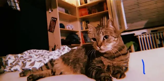 chatte lost   57150 Creutzwald Otis