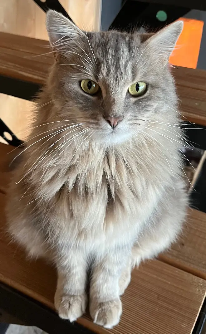 Chatte Perdue 57 Moselle - Padmée Chatte Perdue 57 Moselle - Padmée