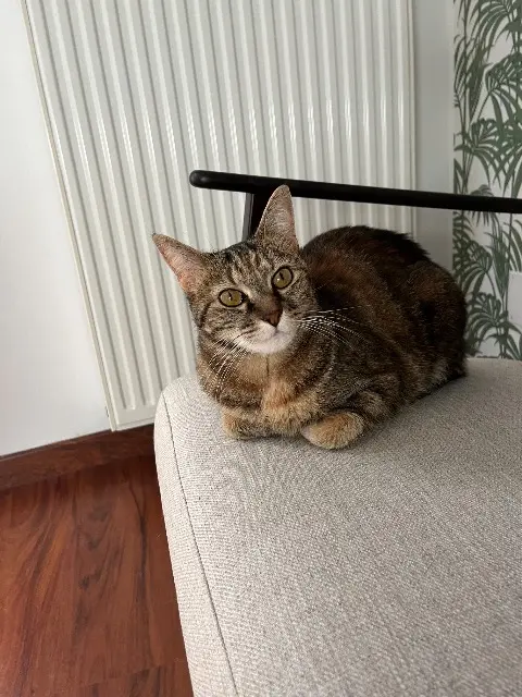 chatte lost   57100 Thionville Pantoufle