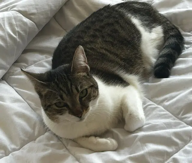 chatte lost   57950 Montigny-lès-Metz Peach