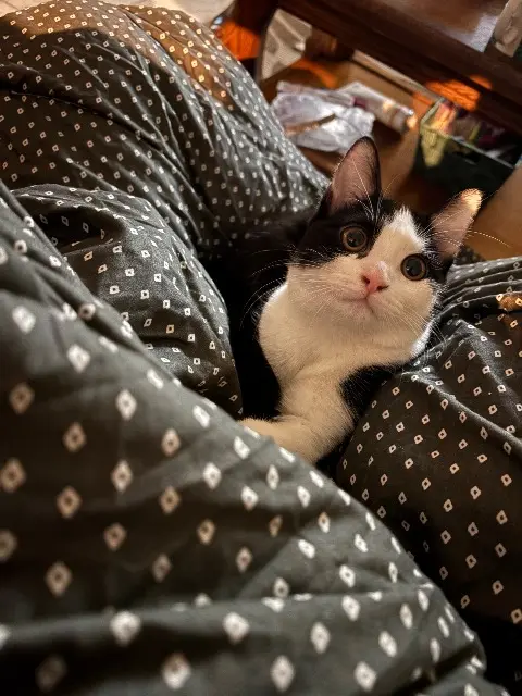 chatte lost   57100 Thionville Pitchounette