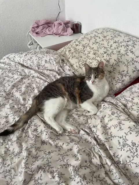 chatte lost   57320 Neunkirchen-lès-Bouzonville Porcelaine