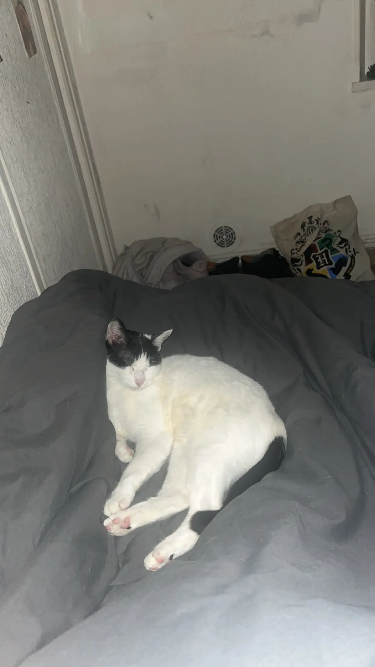 Chatte Perdue 57 Moselle - Pua Chatte Perdue 57 Moselle - Pua