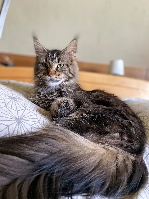 chatte lost   57370 Danne-et-Quatre-Vents Rizza