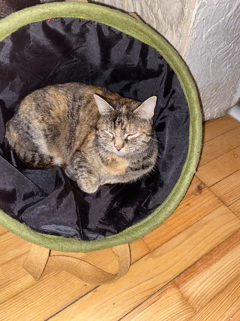 chatte lost   57320 Anzeling Rosie