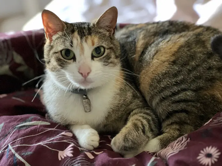 Chatte Perdue 57 Moselle - Salem Chatte Perdue 57 Moselle - Salem