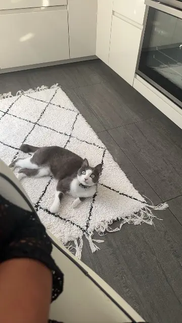 chatte lost   57310 Bousse Sally