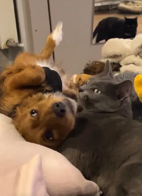 chatte lost   57185 Clouange Sasouk