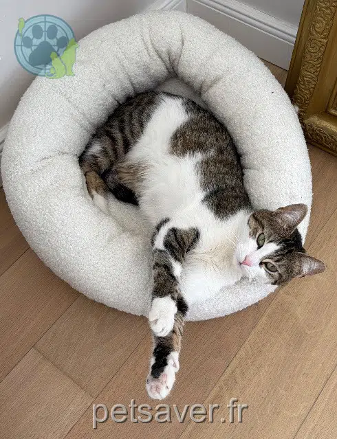 chatte lost   57300 Hagondange Stella