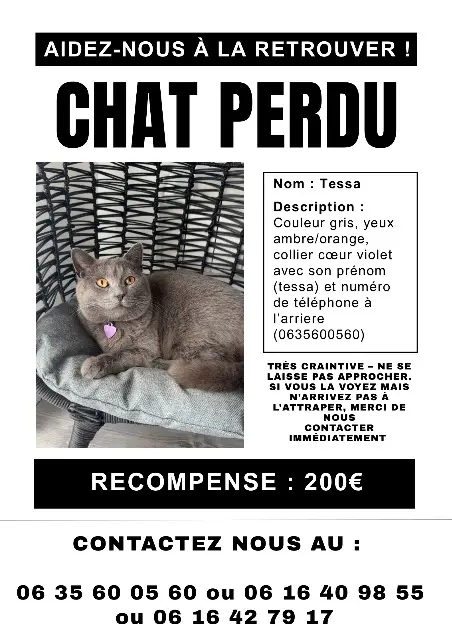 chatte lost   57550 Hargarten-aux-Mines Tessa
