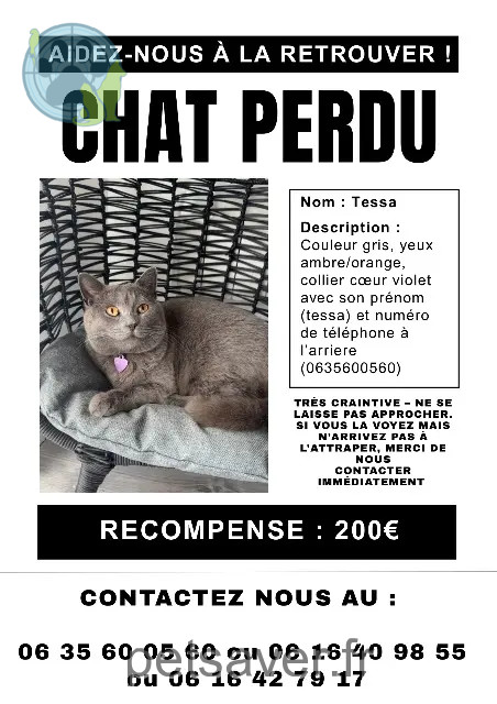 cat lost 57550 Hargarten-aux-Mines Tessa cat lost 57550 Hargarten-aux-Mines Tessa