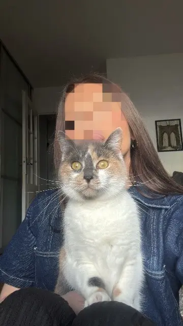 chatte lost   57050 Le Ban-Saint-Martin TOKYO
