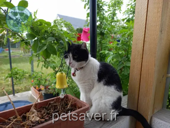Chatte Perdue 57 Moselle - Tornado Chatte Perdue 57 Moselle - Tornado