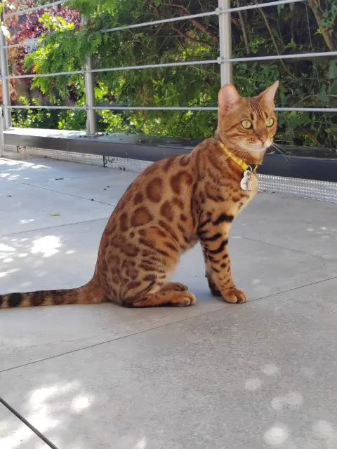 chatte lost   57645 Retonfey Ulotte