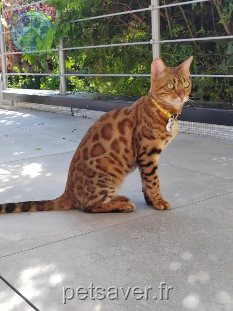 gata perdida 57645 Retonfey Ulotte gata lost 57645 Retonfey Ulotte