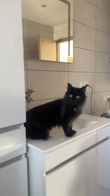 chatte lost   57370 Phalsbourg Yuki