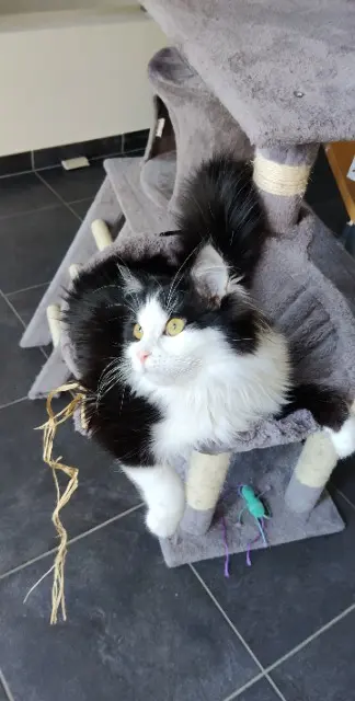 chatte lost   57430 Sarralbe Yuna
