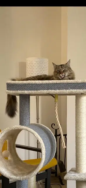 chatte lost   57640 Charly-Oradour Zelda