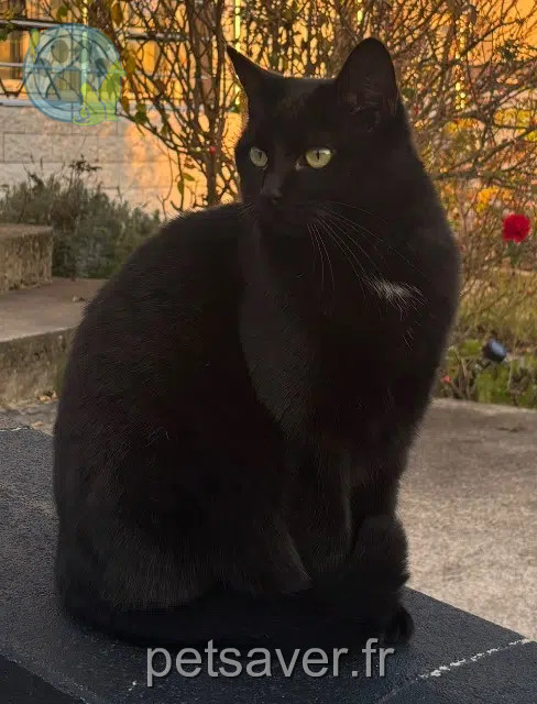 Katze vermisst 57600 Forbach Zilli Katze lost 57600 Forbach Zilli