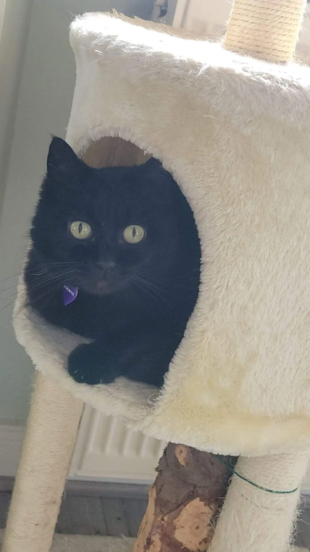 Chatte Perdue 57 Moselle Chatte Perdue 57 Moselle