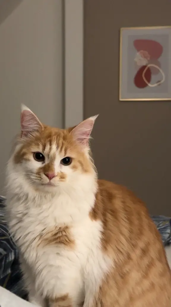 Chatte Perdue 57 Moselle Chatte Perdue 57 Moselle