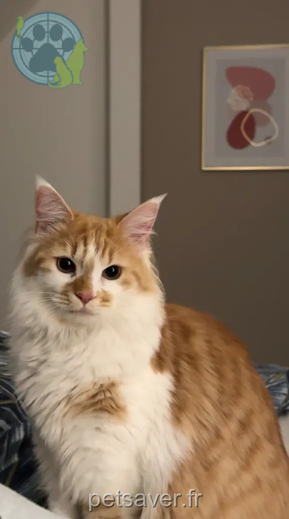 Chatte Perdue 57 Moselle Chatte Perdue 57 Moselle