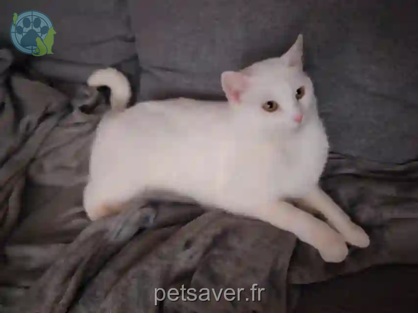 Chatte Perdue 58 Nièvre - Bianca Chatte Perdue 58 Nièvre - Bianca