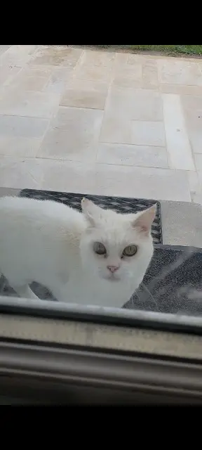 chatte lost   58600 Garchizy Caline