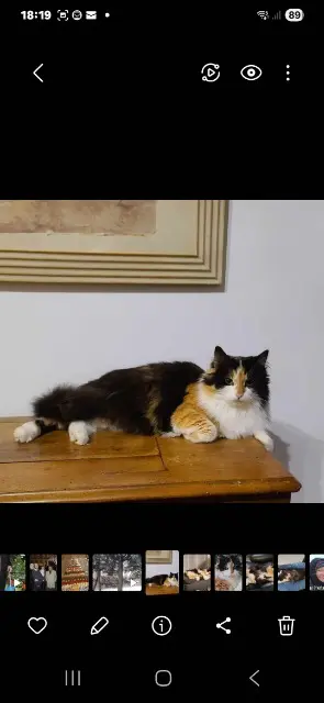 chatte perdue 58180 Marzy Caline chatte lost 58180 Marzy Caline